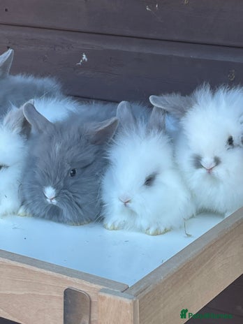 Lionhead rabbits Extra Special Lionhead Bunnies - Advert 1
