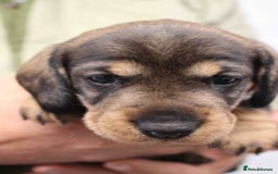 Dachshund dogs for sale: Wire Haired Dachshund Puppies - Image 7