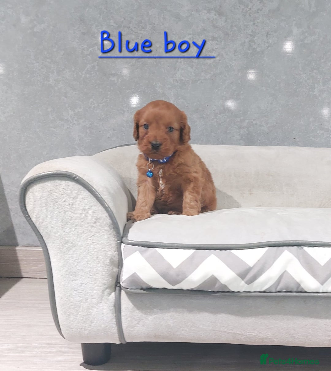 Cavapoo dogs for sale: Beautiful F1 Cavapoo puppies 🥰 - Advert 11