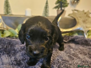 Cockapoo dogs Only 4 beautiful Cockapoo puppies left - Advert 14