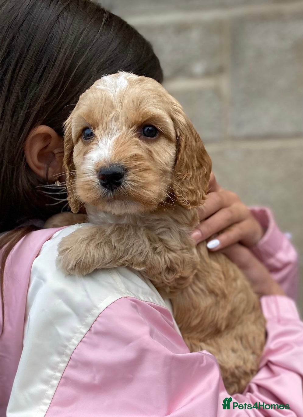 Cockapoo dogs Gorgeous F2 Cockapoos 🐶 - Advert 1