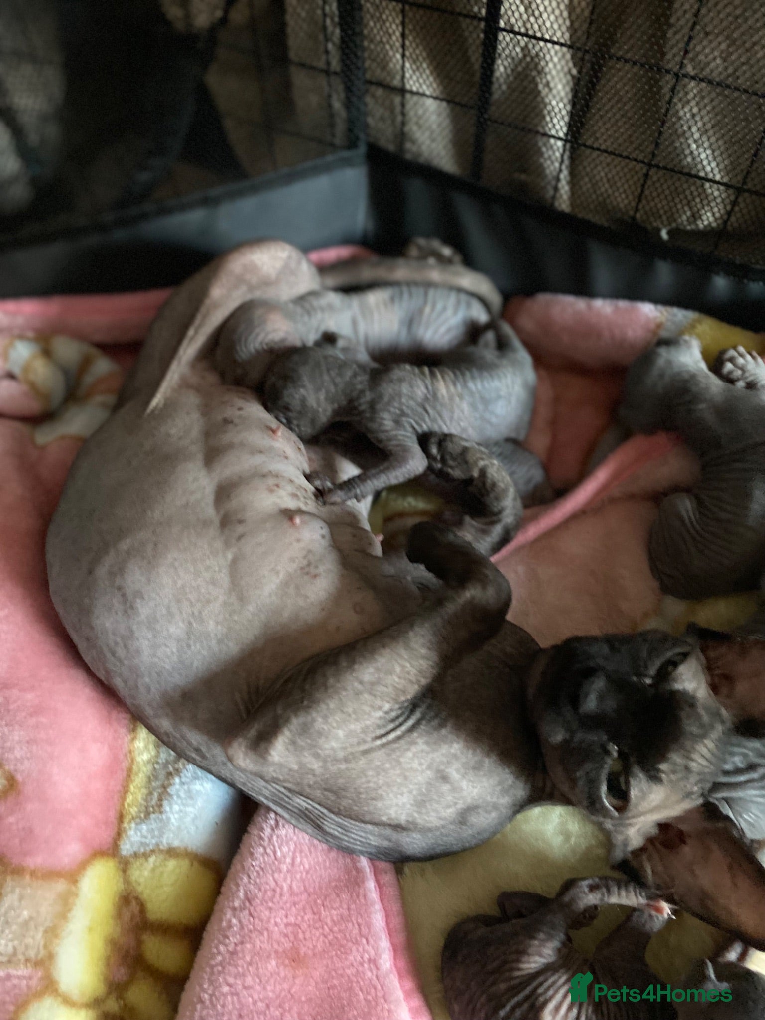 Sphynx cats Sphinx babies - Advert 2