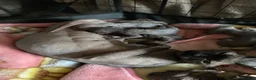 Sphynx cats for sale: Sphinx babies - Advert 1