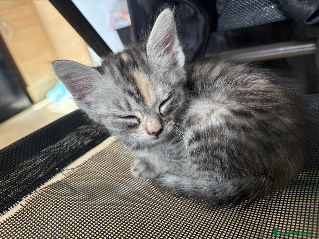Mixed Breed cats for sale: (NEED HOMES) Beautiful kittens white/ginger - Image 23