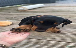 Dobermann dogs for sale: 13 week old Doberman - Image 7