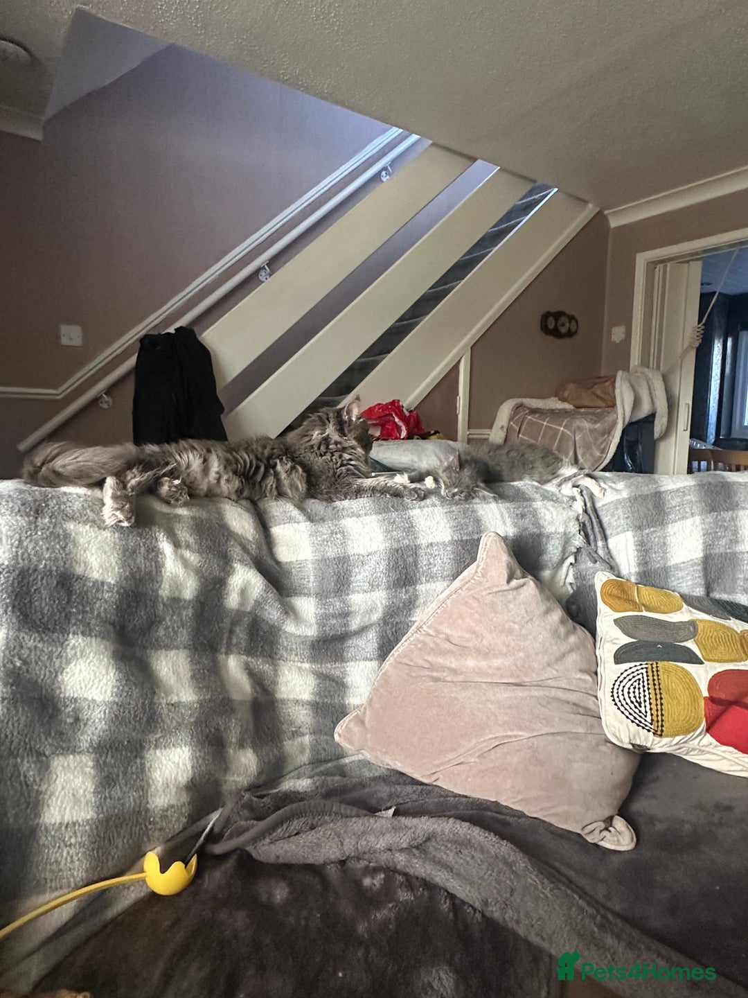 Maine Coon cats for sale: Mainecoon  - Advert 7