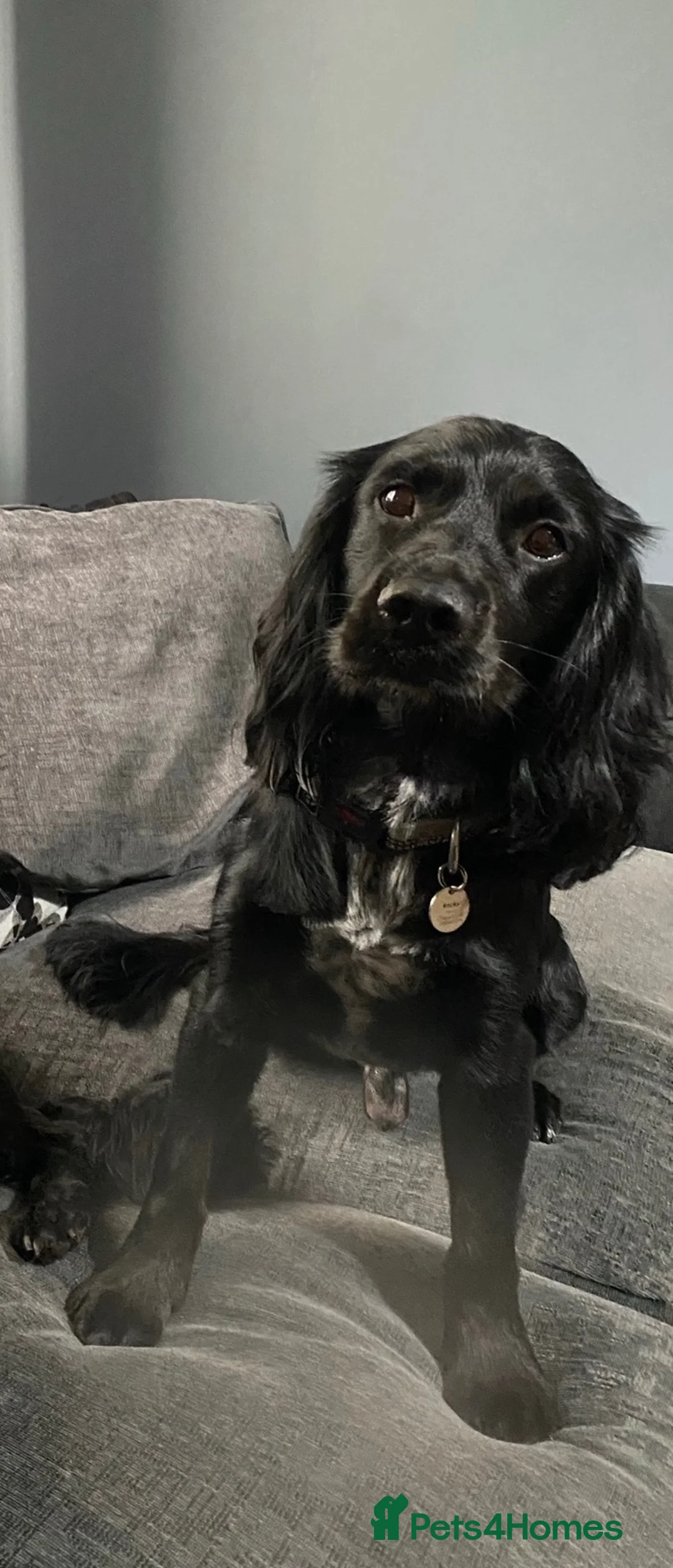 Cocker Spaniel dogs for sale: Approx 7yo energetic spaniel in Chorley - Advert 2