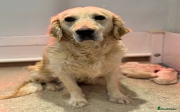 Golden Retriever dogs for sale: 5 outstanding KC golden retriever puppies  - Image 1