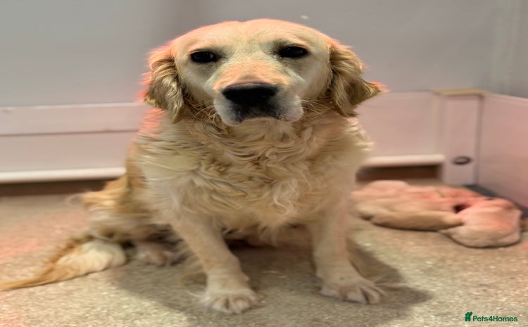 Golden Retriever dogs - Advert 2