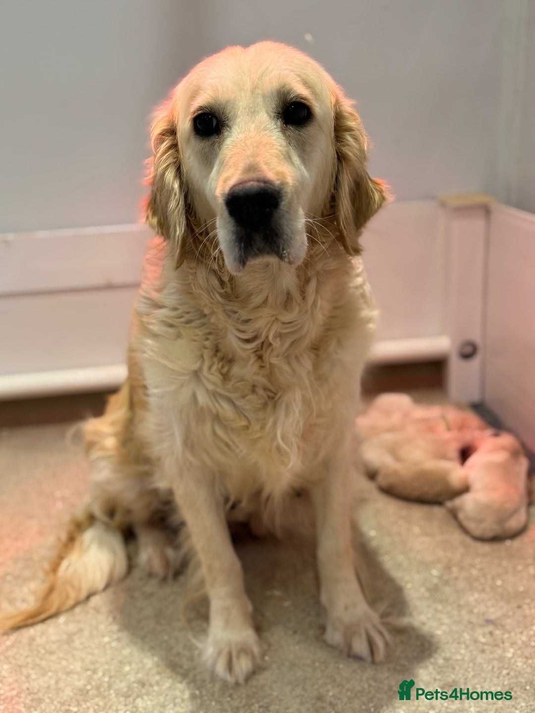 Golden Retriever dogs for sale: 5 outstanding KC golden retriever puppies  - Image 1