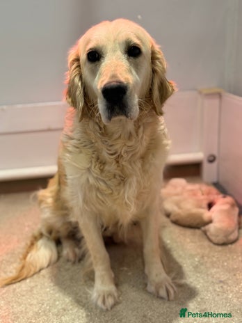 Golden Retriever dogs - Advert 5