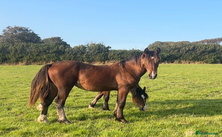 Welsh Section D horses - Advert 12