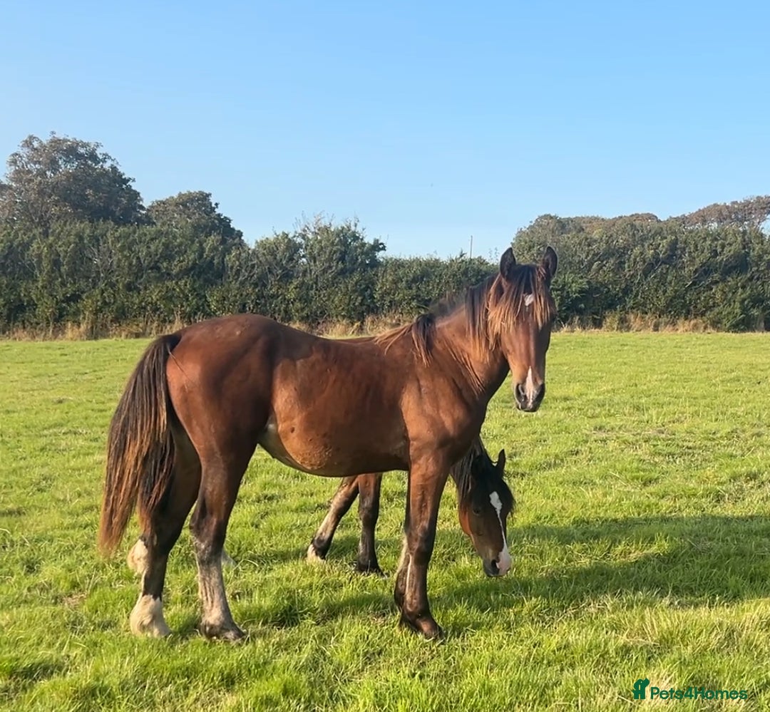 Welsh Section D horses for sale: Yearling Welsh Cob Colt - Image 1