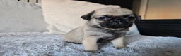 Pug dogs for sale: Beautiful Pug Puppies  - Advert 12