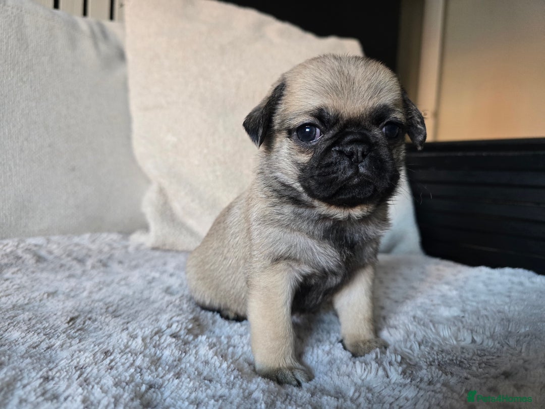Pug dogs for sale: Beautiful Pug Puppies  - Advert 12