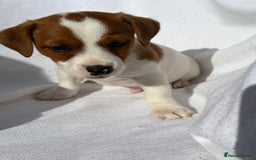Jack Russell dogs for sale: Jack Russell puppies  - Image 11