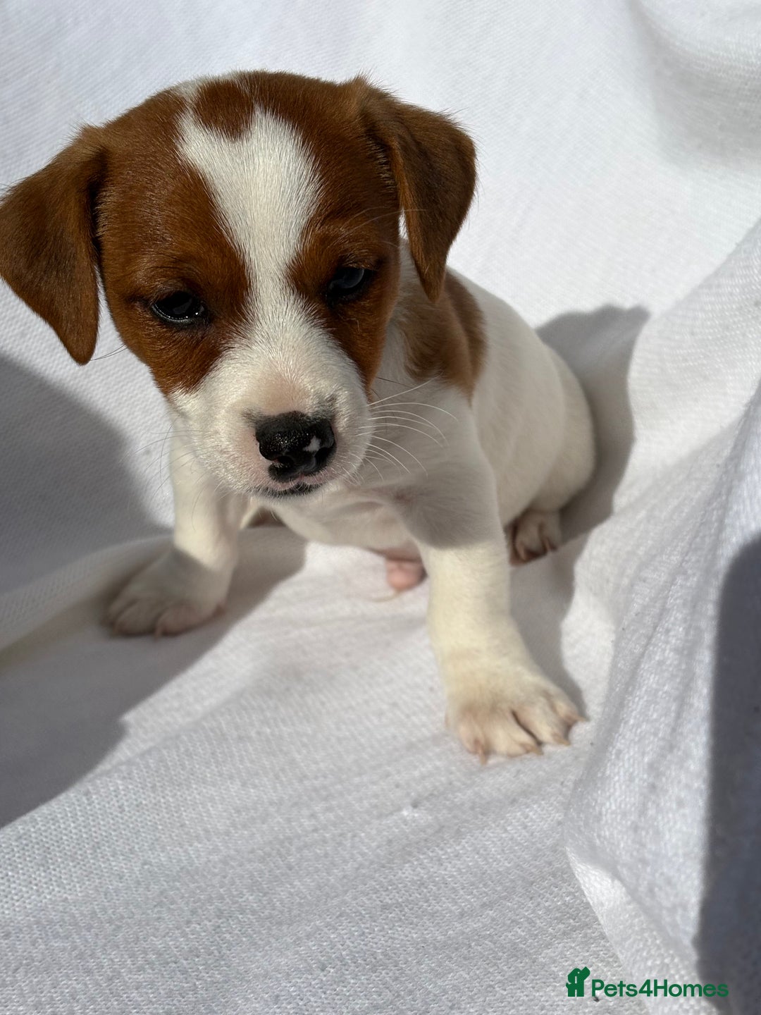 Jack Russell dogs for sale: Jack Russell puppies  - Image 11