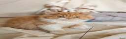 British Shorthair cats for sale: Chocolate Bicolour orange British Short Long-haird - Advert 16