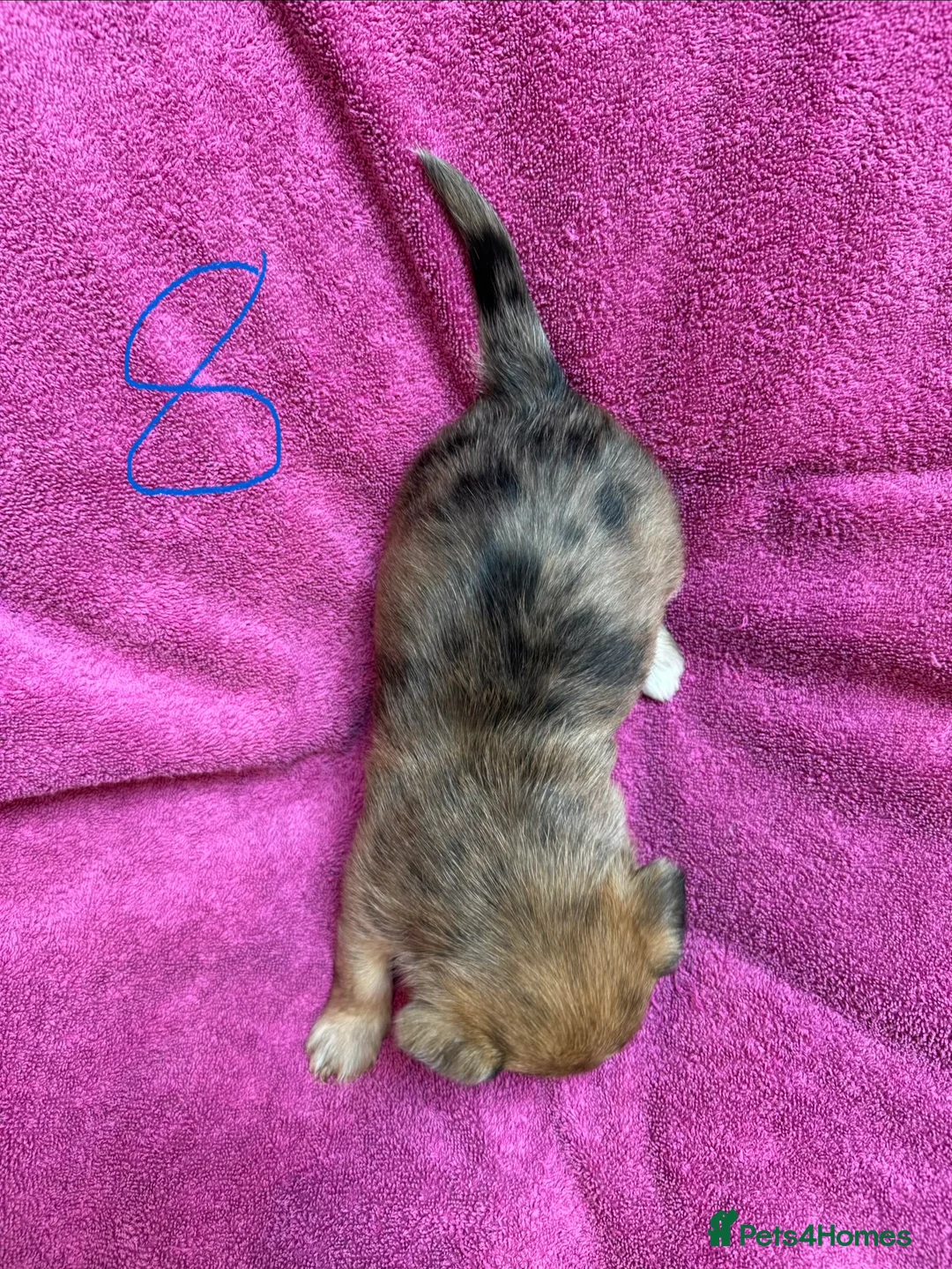 Chorkie dogs for sale: Chorkie Merle puppies ready from 5th March  - Advert 17