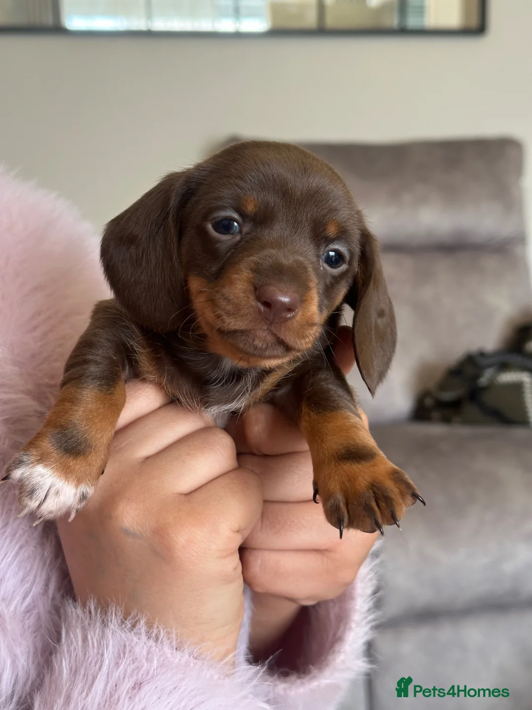Miniature Dachshund dogs for sale: Miniature dachshund - Advert 2