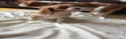 Cavalier King Charles Spaniel dogs for sale: 6 Beautiful Cavalier King Charles Spaniels  - Advert 7