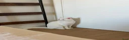 Turkish Angora cats for sale: Turkish angora/mixed breed beautiful blue eyed boy - Advert 2