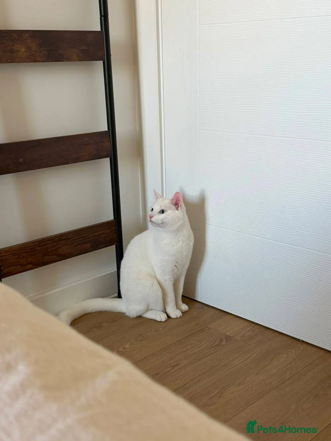 Turkish Angora cats for sale: Turkish angora/mixed breed beautiful blue eyed boy - Advert 2