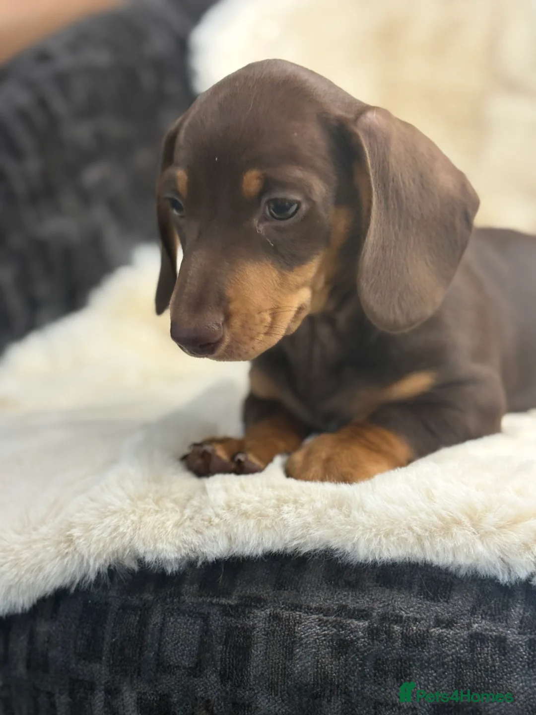 Miniature Dachshund dogs for sale: Top quality mini smooth dachshund pups  - Advert 16