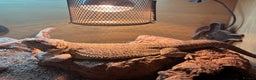 Bearded Dragon reptiles for sale: 3 Year old Female bearded dragon + vivarium - Advert 1