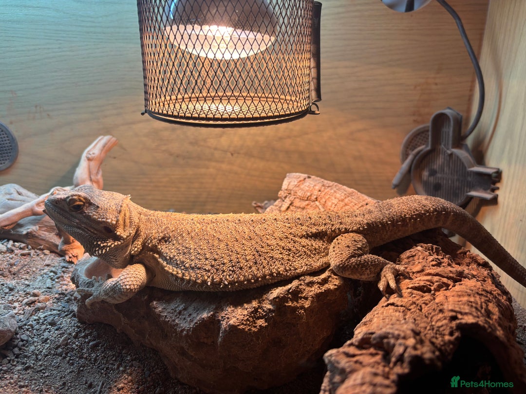 Bearded Dragon reptiles for sale: 3 Year old Female bearded dragon + vivarium - Advert 1