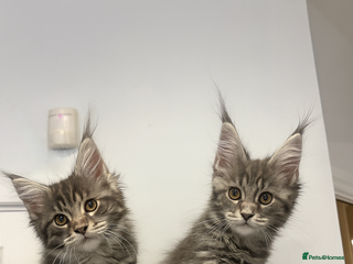 Maine Coon cats TICA Maine Coon Kittens Ready Dec! 🎁 - Advert 10
