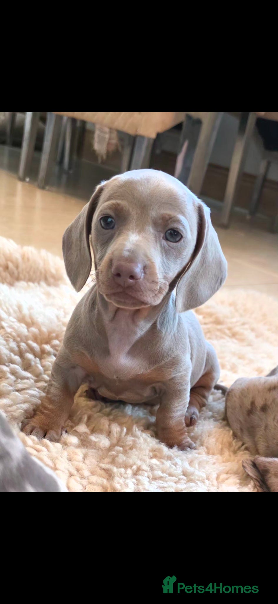 Miniature Dachshund dogs for sale: DARLA the dachshund  - Advert 2