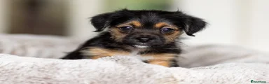 Nala. - Jack Russell Puppy 1 