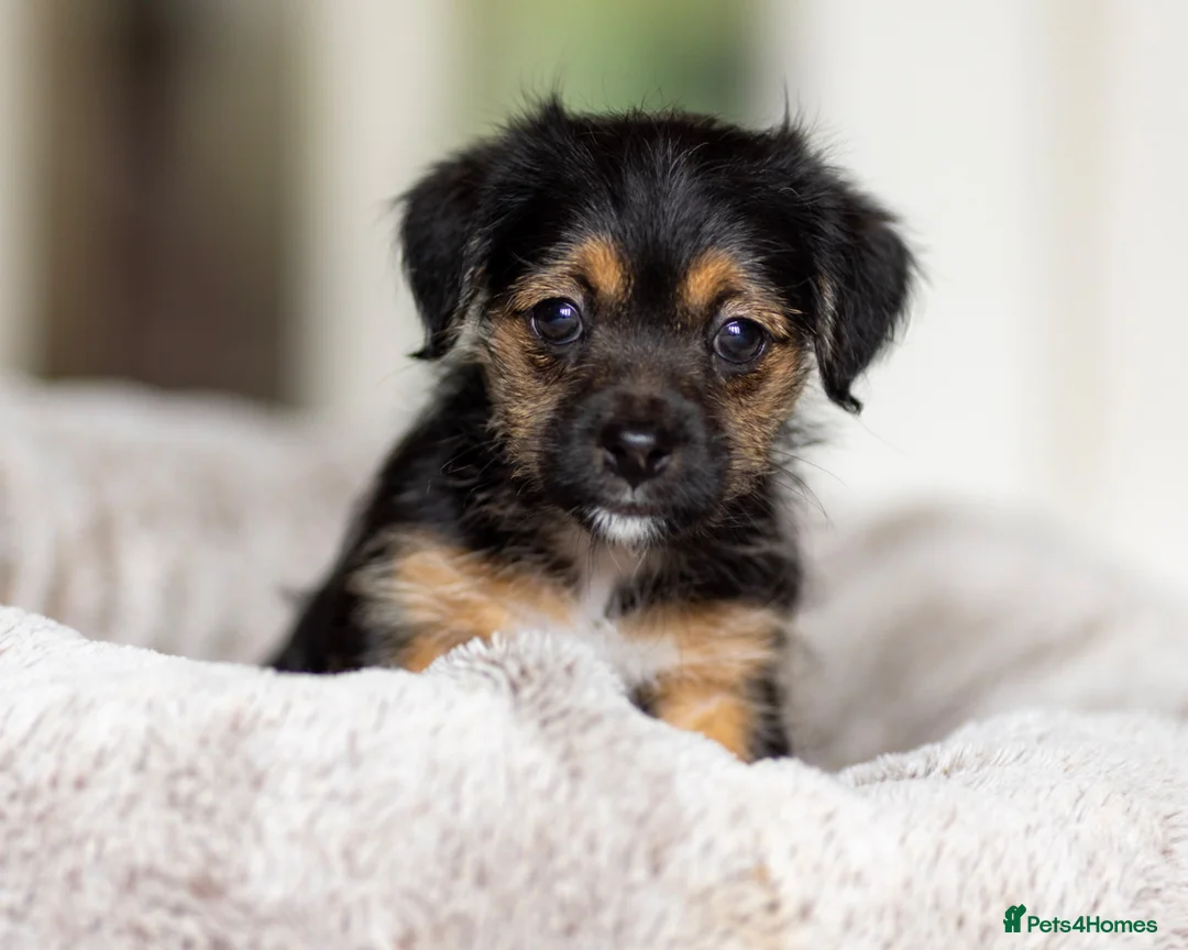 Jack Russell dogs for sale: Gorgeous Jack Russell Puppies  in Newbury - Advert 17