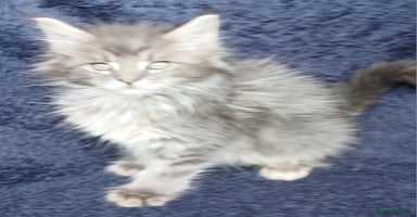Maine Coon cats - Advert 9