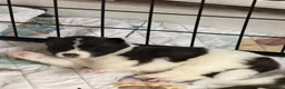 Akita dogs for sale: American Akita Puppies - Advert 36