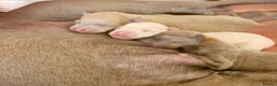 Italian Greyhound dogs for sale: KC REGISTERED ITALIAN GREYHOUND PUPPIES  in Oldham - Advert 3