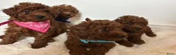 Toy Poodle dogs for sale: Red toy Poodle  - Advert 4
