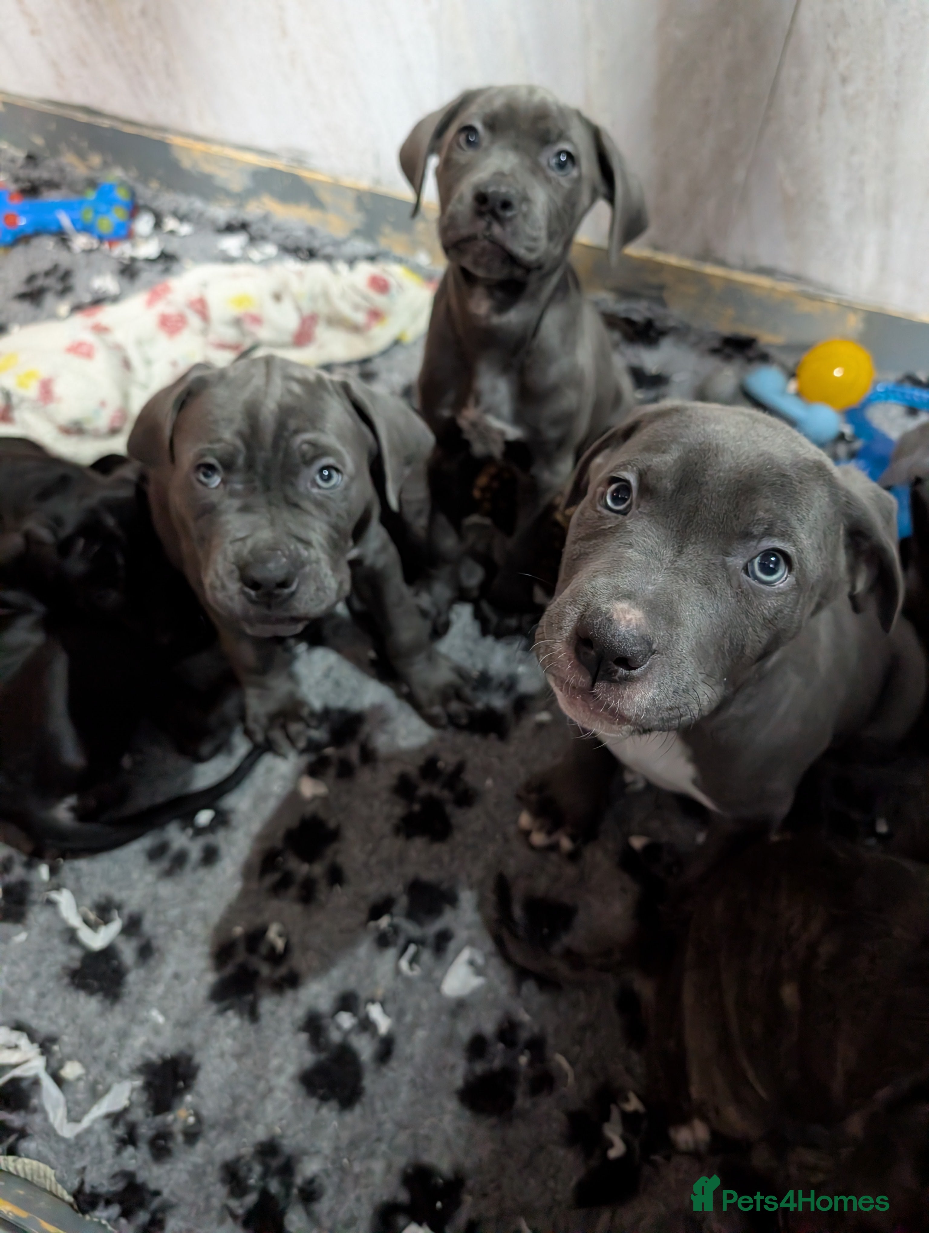 Cane Corso dogs Cane corso puppies  - Advert 10