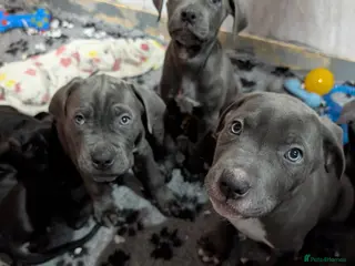 Cane Corso dogs Cane corso puppies - Advert 10