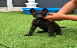 Belgian Shepherd Dog dogs for sale: Belgian malinois puppies from working dog lines  - Image 16