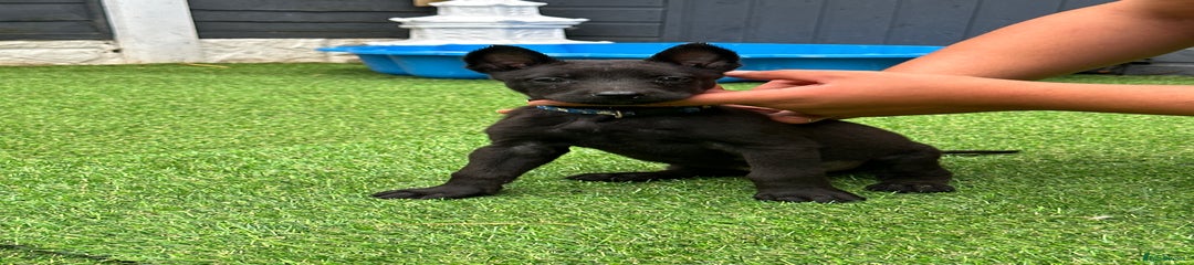 Dark blue collar full black boy