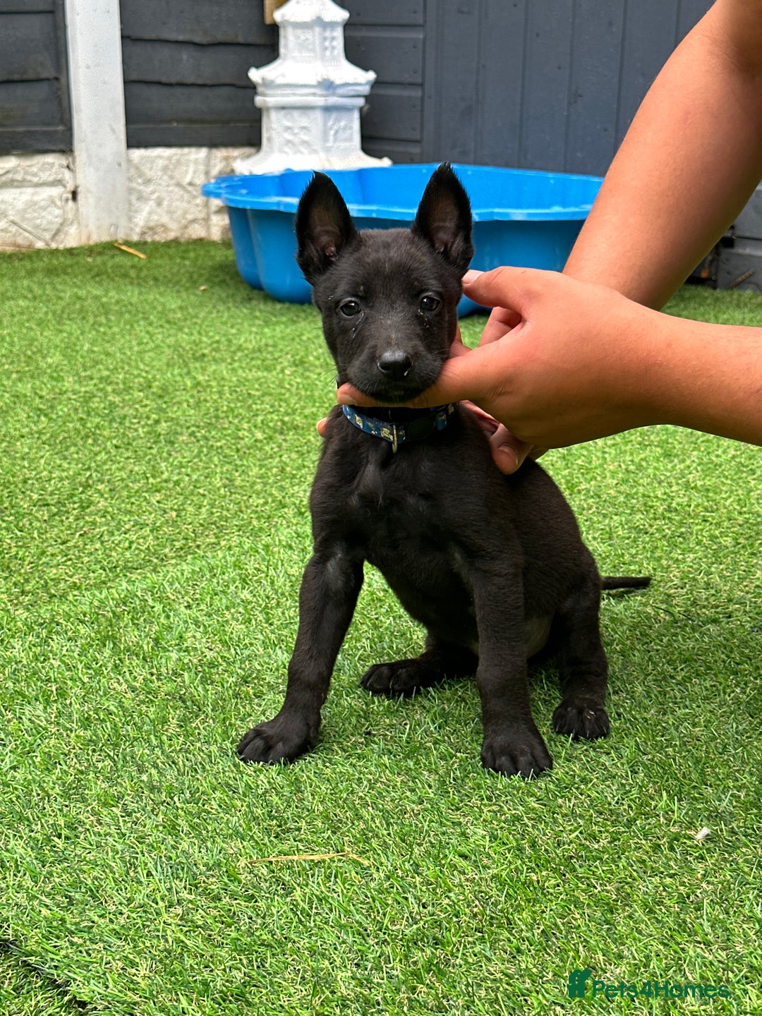Belgian Shepherd Dog dogs for sale: Belgian malinois puppies from working dog lines  - Image 16