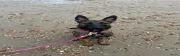 Belgian Shepherd Dog dogs for sale: 5 month old female malinois in Havant - Advert 2