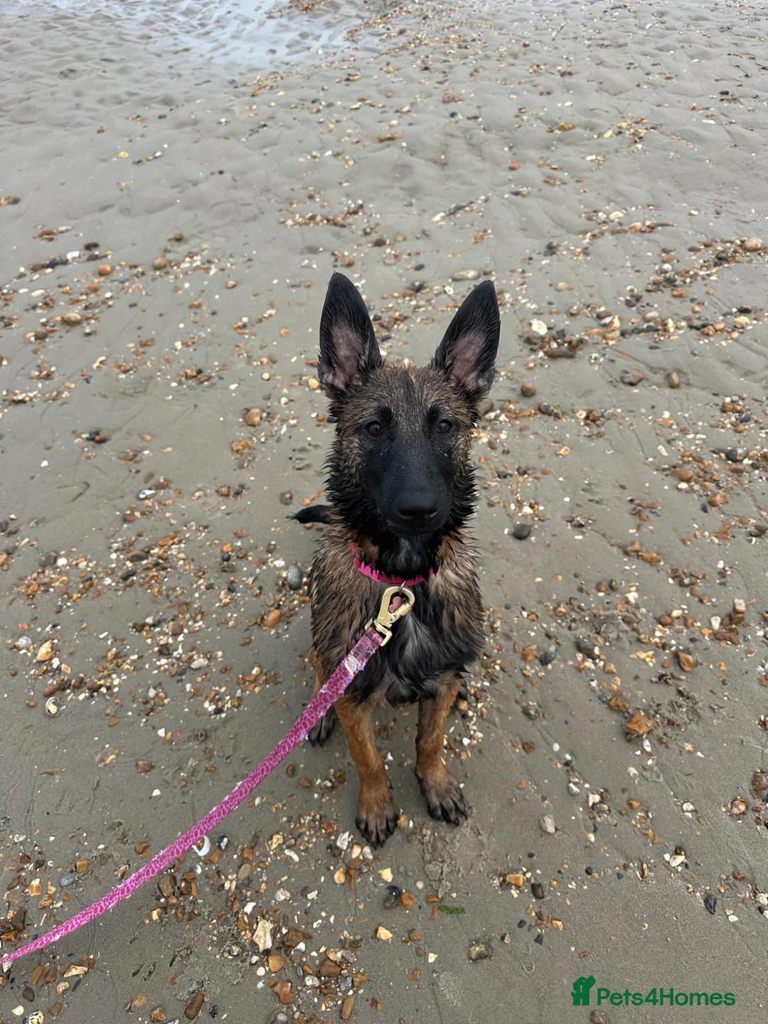 Belgian Shepherd Dog dogs for sale: 5 month old female malinois in Havant - Advert 2