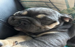 Olde English Bulldogge dogs for sale: nebbr olde english bull dogs  in Sevenoaks - Image 4