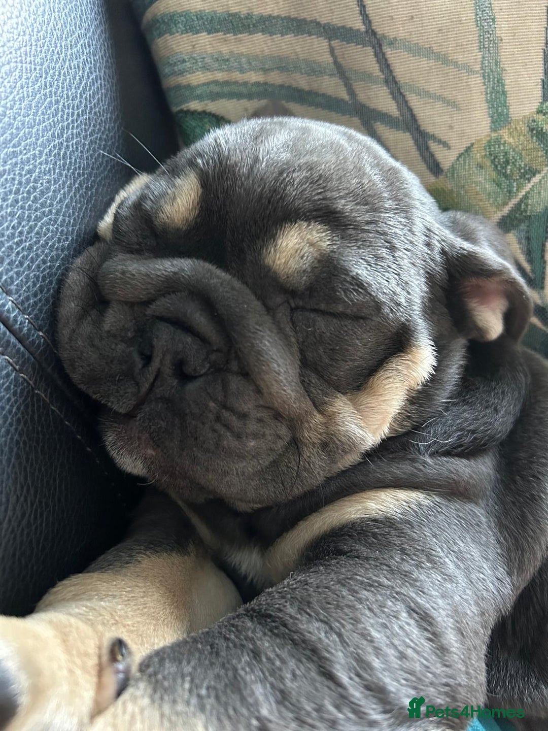 Olde English Bulldogge dogs for sale: nebbr olde english bull dogs  in Sevenoaks - Image 4