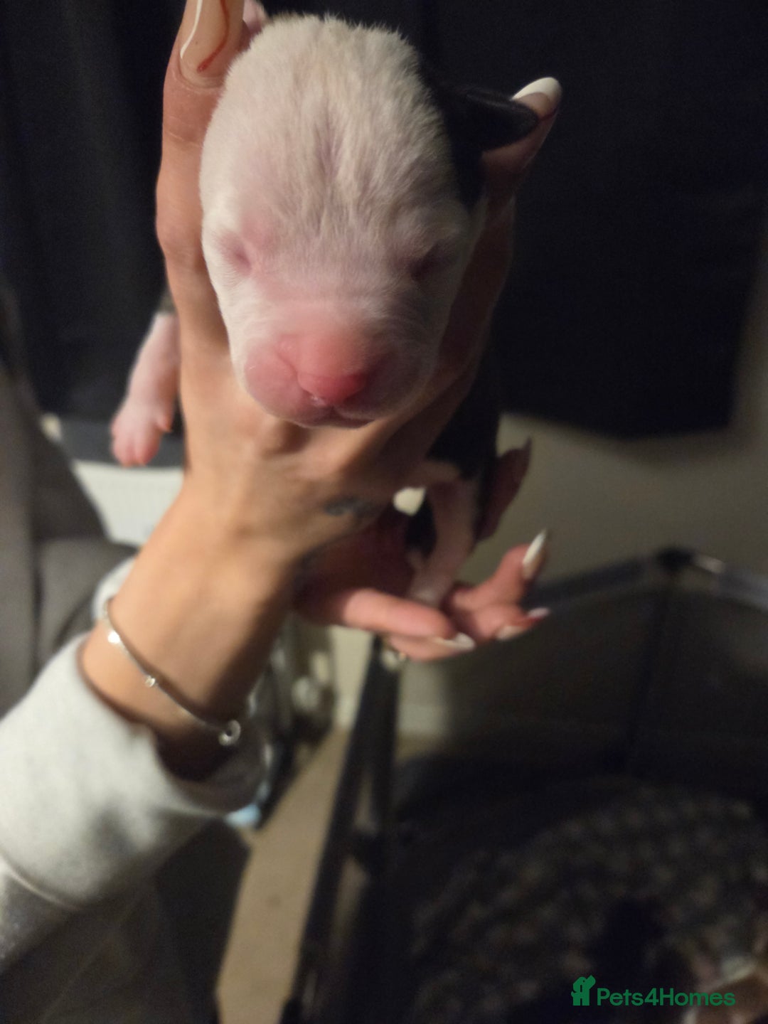 American Bulldog dogs for sale: American bulldog puppies  - Image 24