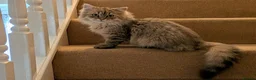 Siberian cats for sale: Pure Siberian kittens for sale - Advert 1