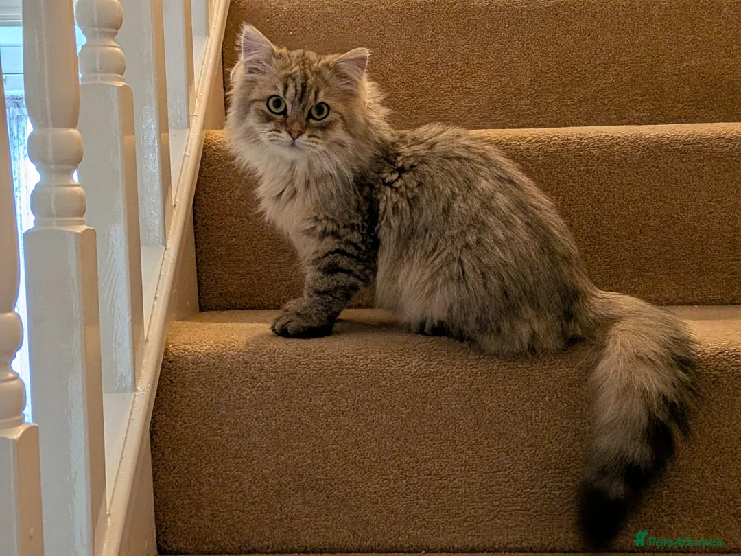Siberian cats for sale: Pure Siberian kittens for sale - Advert 1